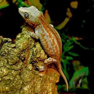 baby gargoyle gecko