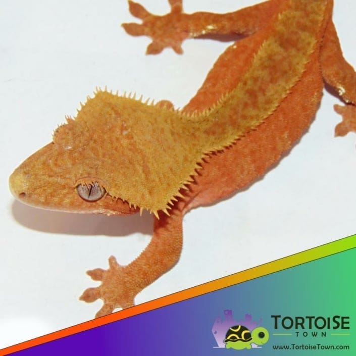Creamsicle crested gecko for sale online crested gecko breeders