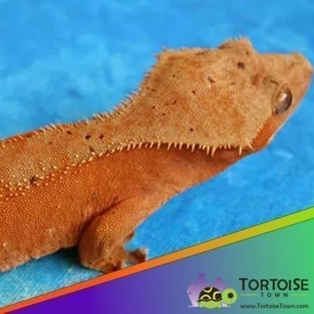 bicolor crested gecko for sale
