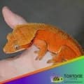 bicolor crested gecko