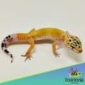 carrot tail leopard gecko