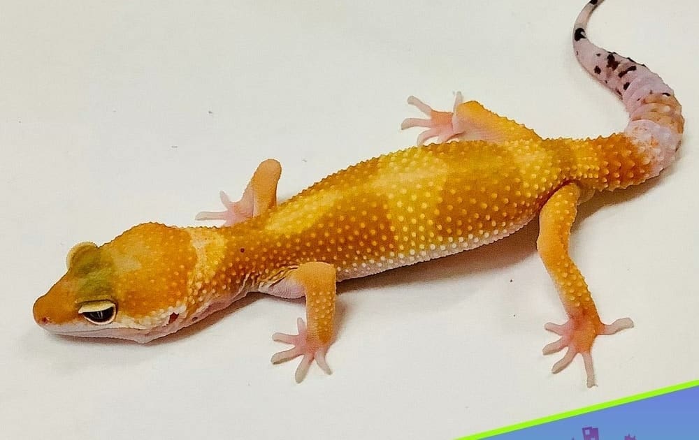 carrot tail leopard gecko