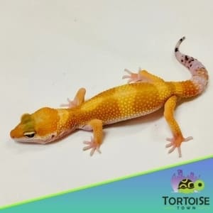 hypomelanistic leopard gecko