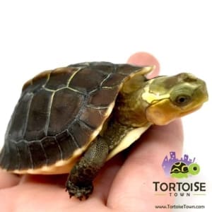 Chinese box turtles