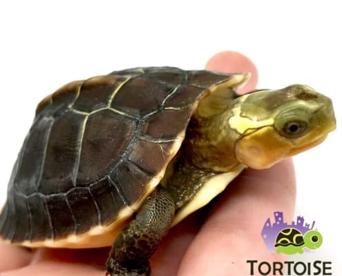 Chinese box turtles