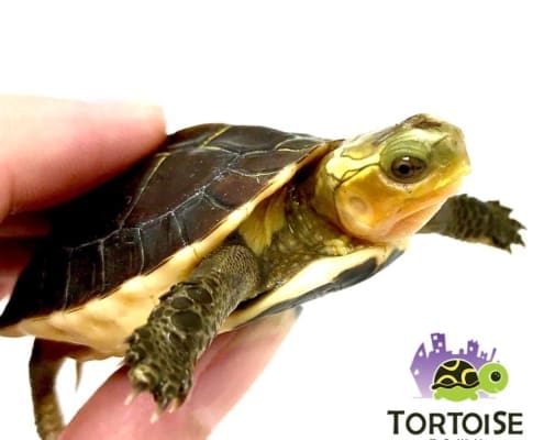 chinese box turtle breeder