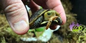 chinese box turtle for sale