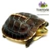 Chinese box turtle hatchling