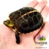 Chinese box turtle sale