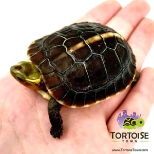 Chinese box turtle sale