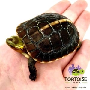 Chinese box turtles