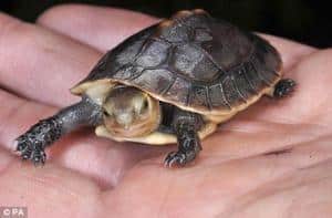 Chinese box turtles