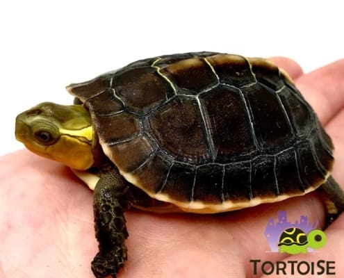 chinese box turtles for sale