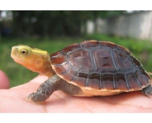 chinese box turtle for sale