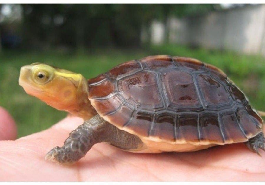 chinese box turtle for sale