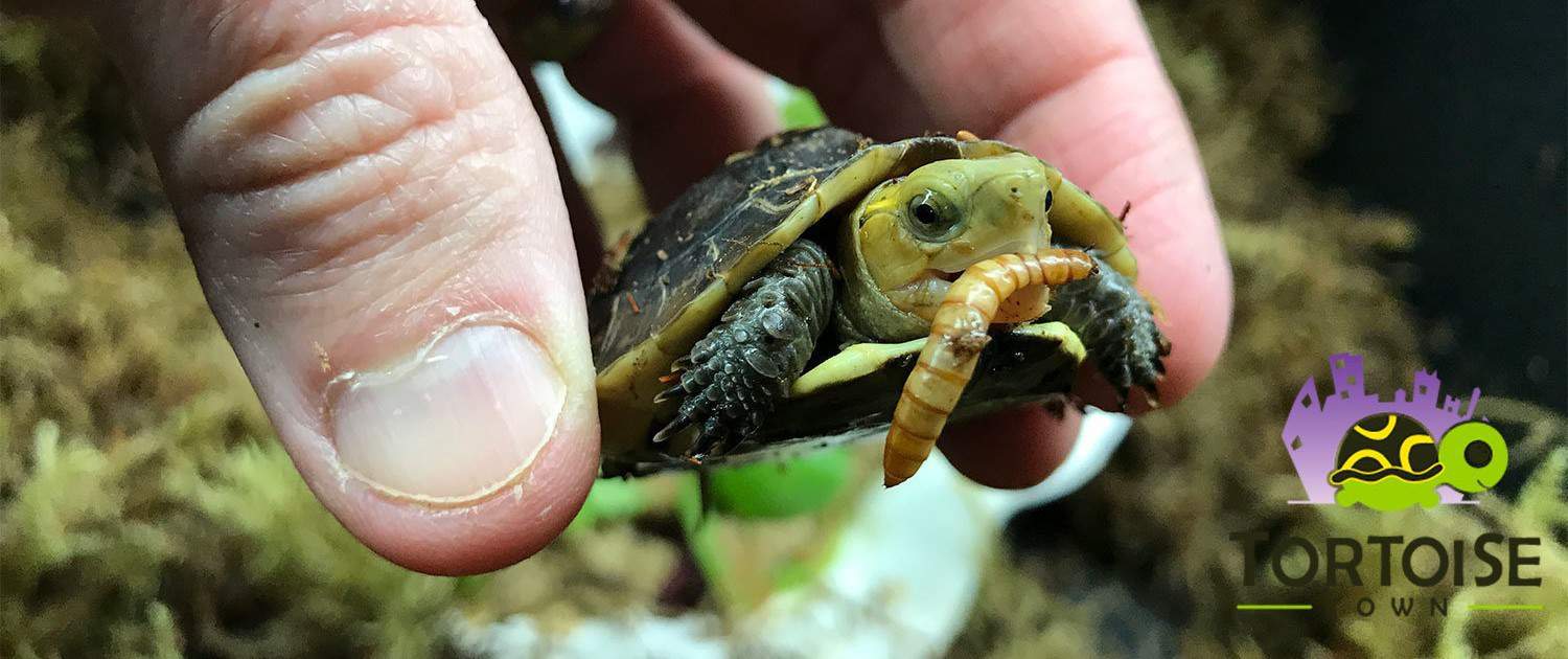 chinese box turtle breeder