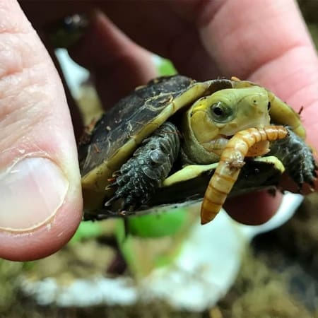 chinese box turtle breeder