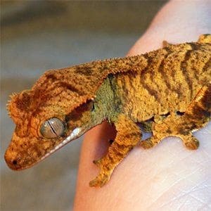 baby crested gecko