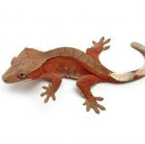 crested gecko