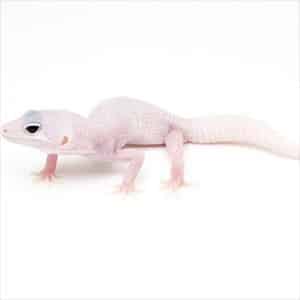 diablo blanco leopard gecko