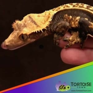 Extreme Harlequin Crested Gecko