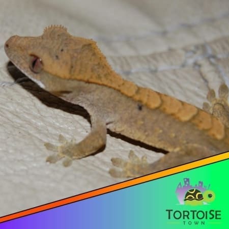 flame crested gecko