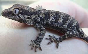 gargoyle gecko for sale