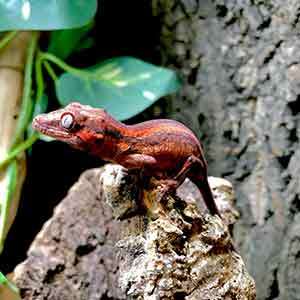 gargoyle gecko for sale cheap