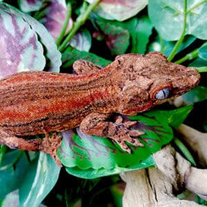 gargoyle gecko for sale