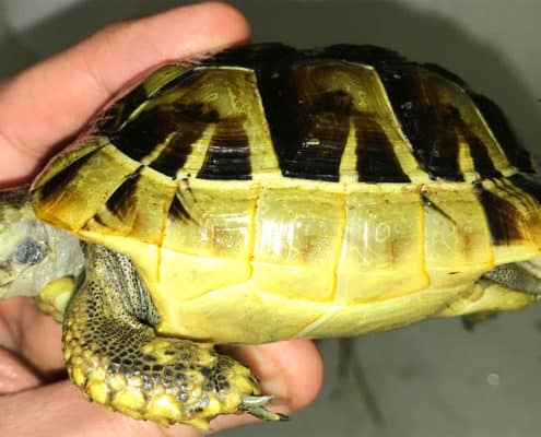 greek tortoise for sale