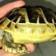 greek tortoise for sale