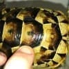 greek tortoise for sale