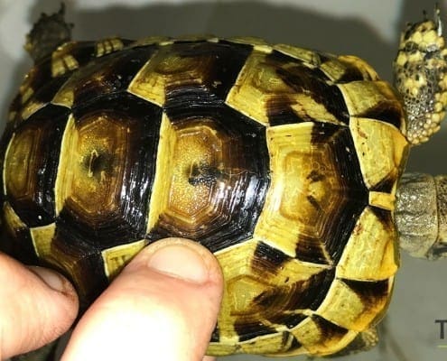 greek tortoise for sale