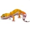 hypo leopard gecko