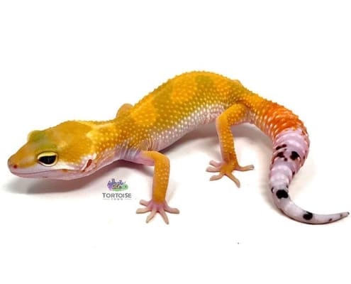 hypo leopard gecko