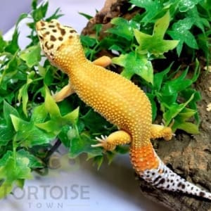 leopard gecko for sale