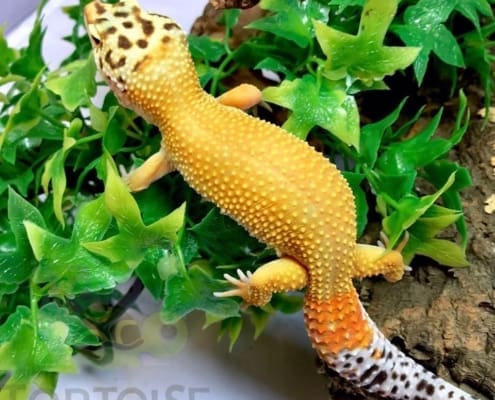 hypo leopard gecko for sale