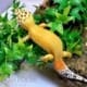 hypo leopard gecko for sale