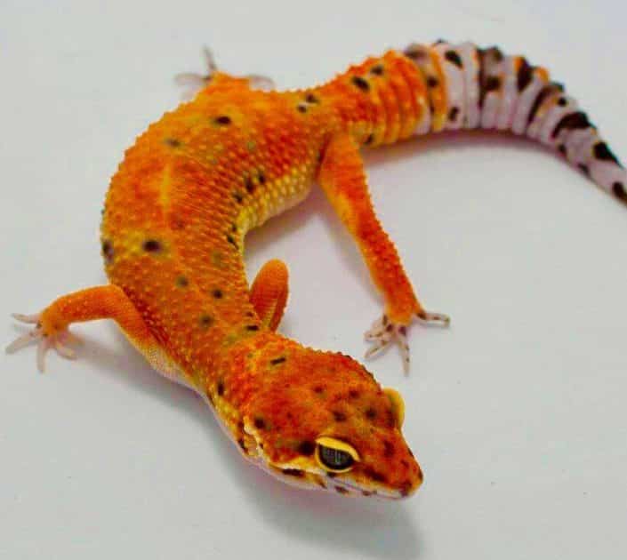 inferno leopard gecko