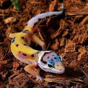 jungle leopard gecko for sale