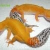 carrot tail leopard gecko for sale