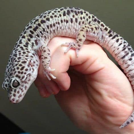 Mack Snow leopard geckos for sale online buy leopard gecko for sale