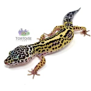 gecko breeders near me