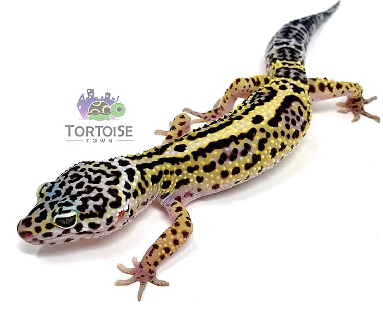 Leopard gecko online shop deals