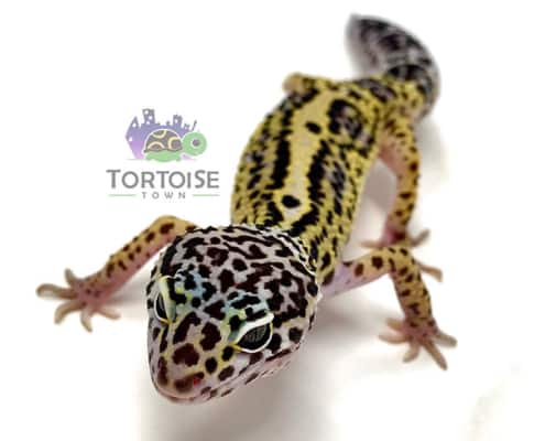 mack snow leopard gecko for sale