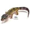 leopard gecko for sale