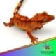 orange tiger flame crested gecko