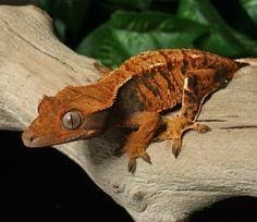 crested gecko for sale