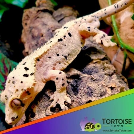 super dalmatian crested gecko