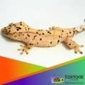 super dalmatian crested gecko for sale